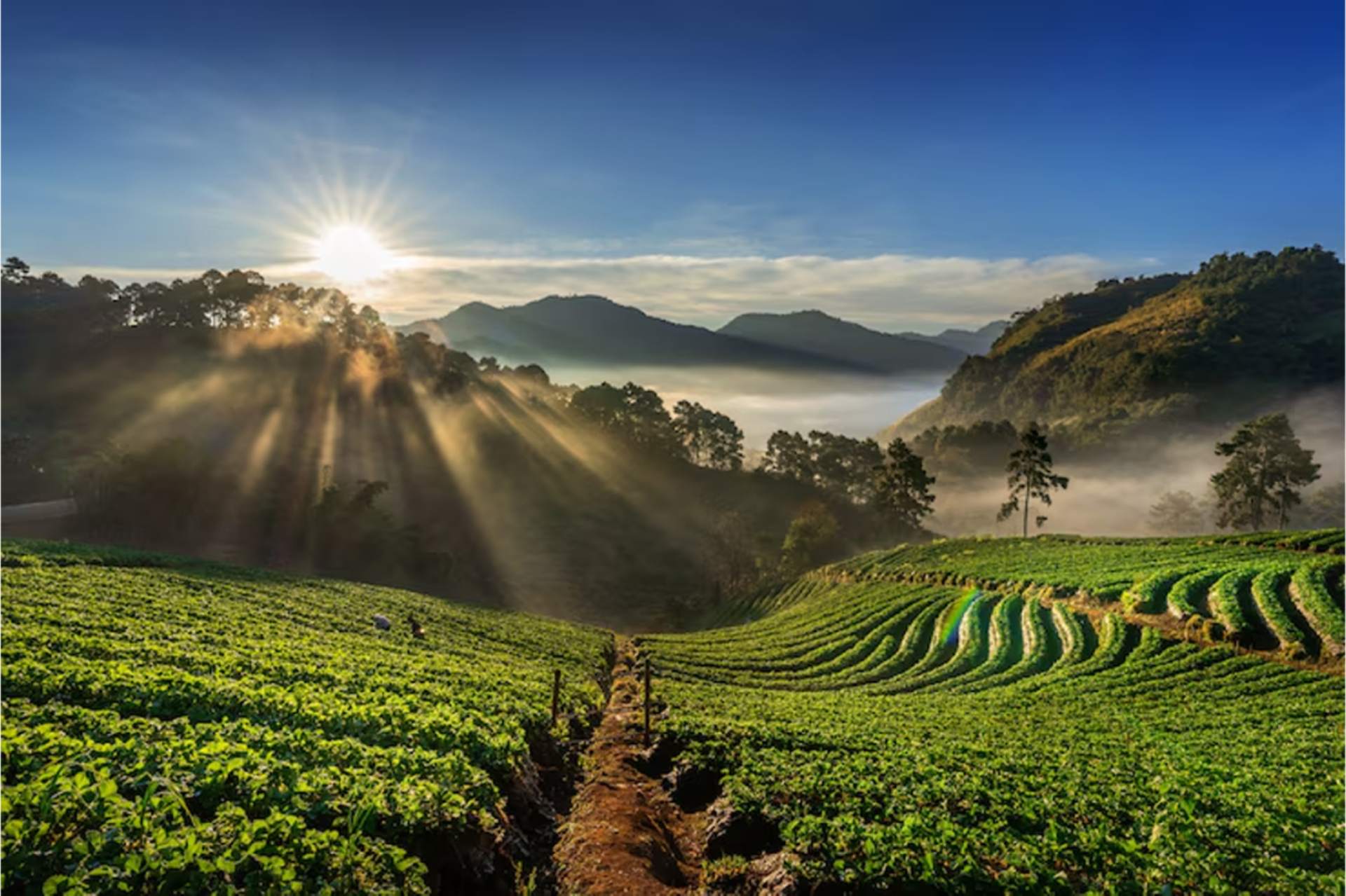 Sunrise over lush green fields