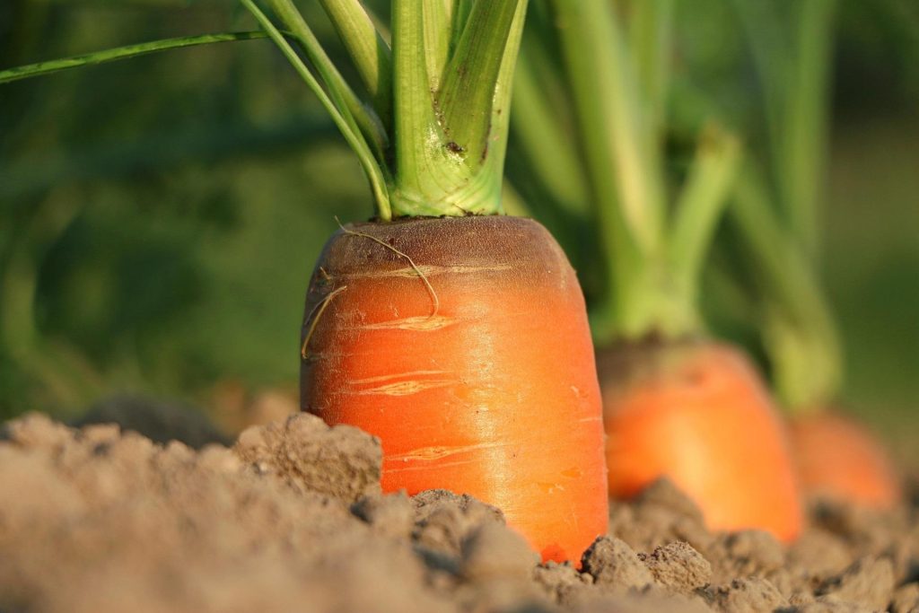 Freshly dug orange carrot