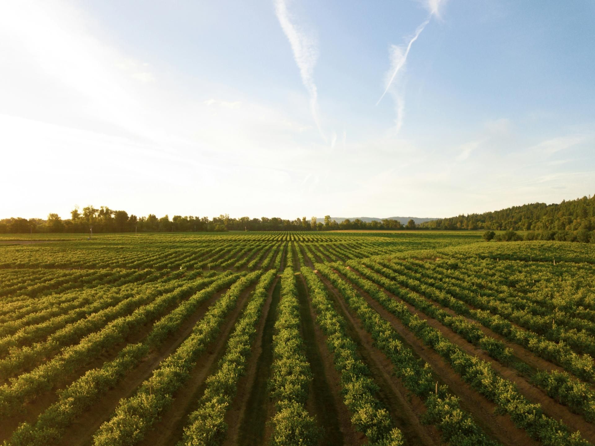 Vast green vineyard landscape
