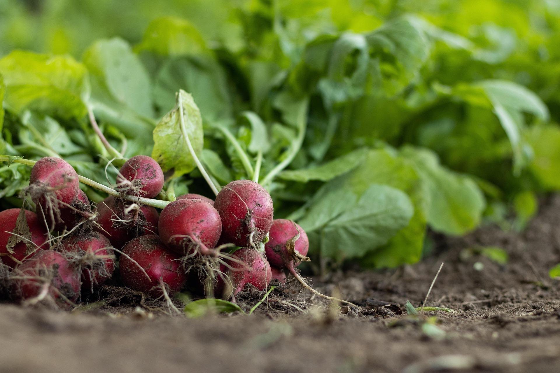 Freshly harvested red radishes