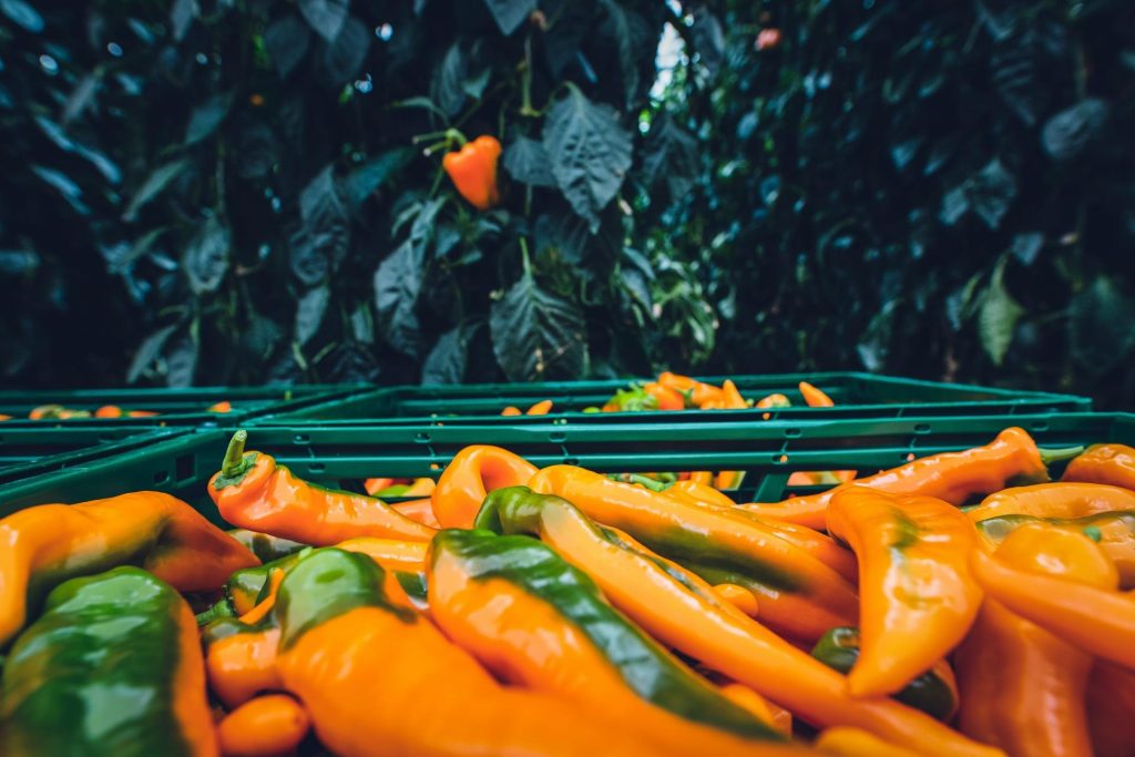 Fresh green and orange peppers