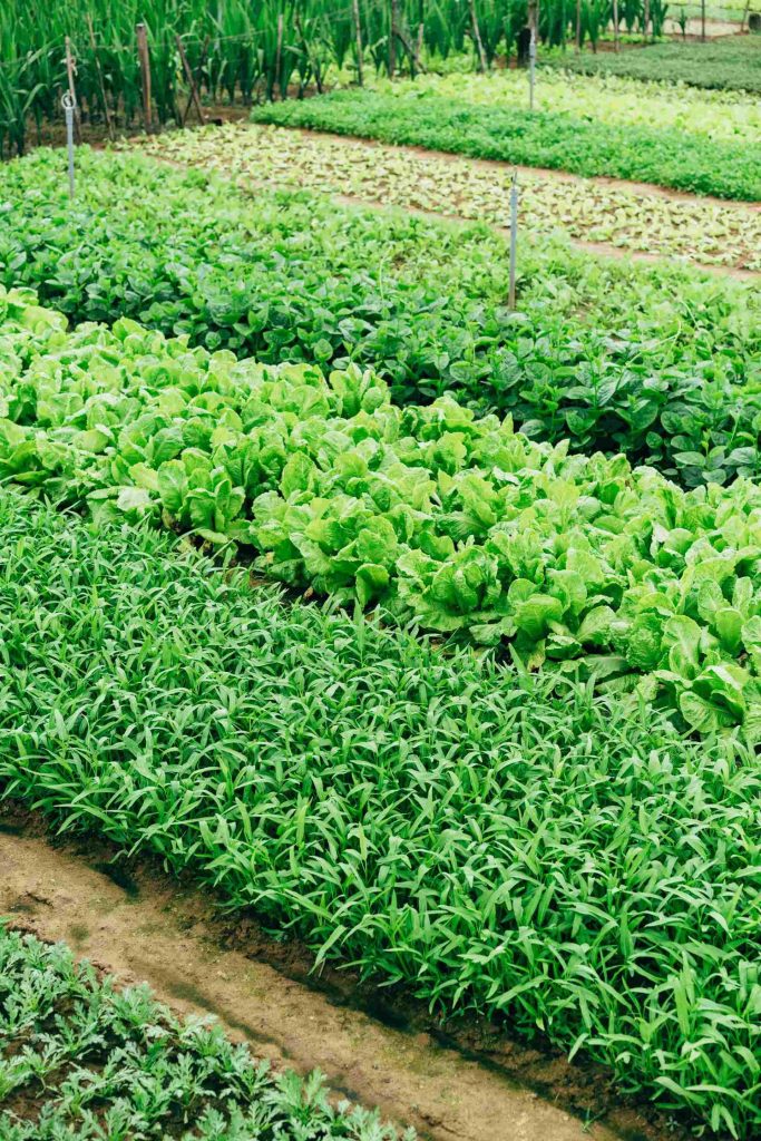 Lush green vegetable garden rows