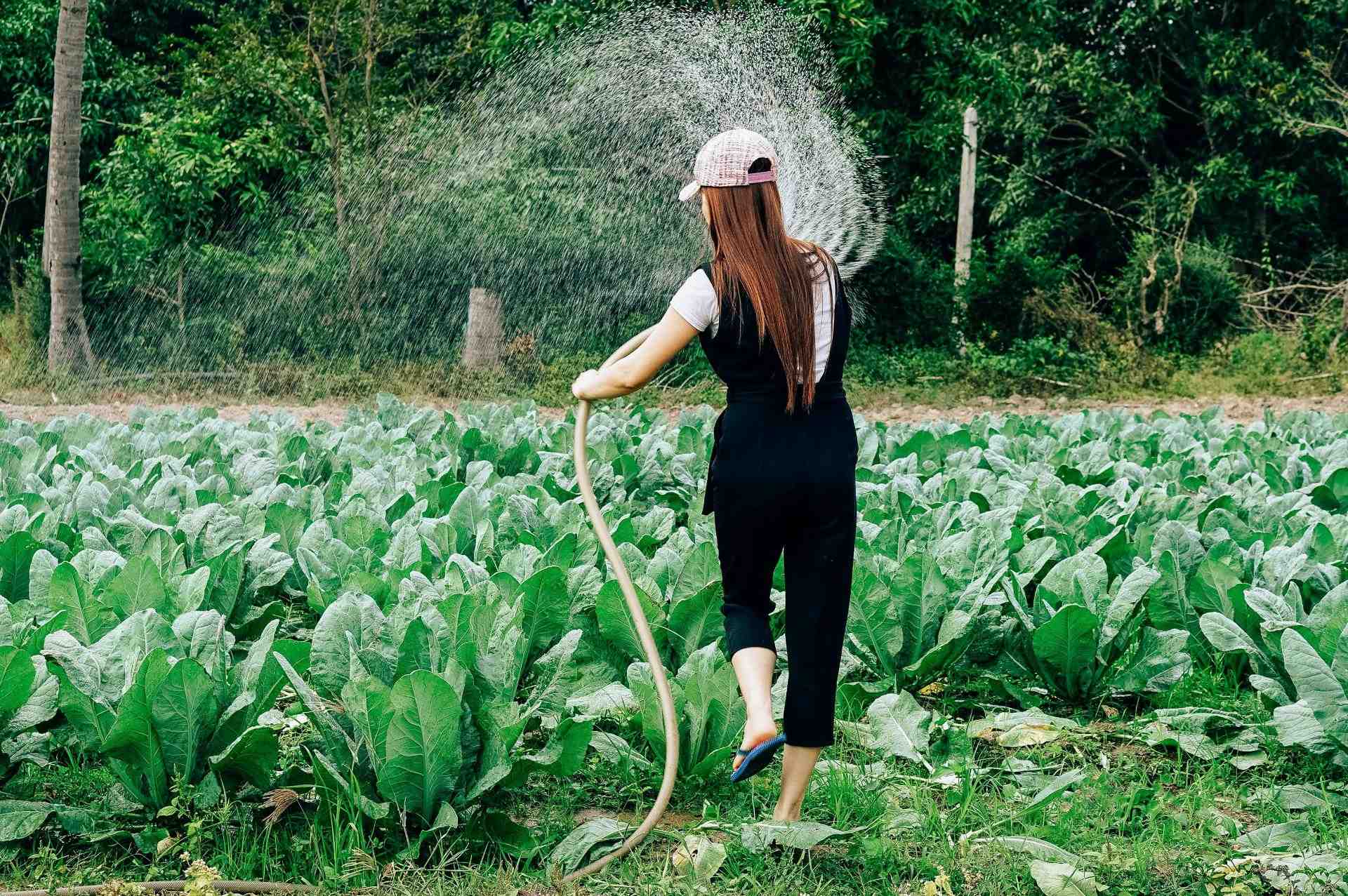 Woman watering vegetable plants